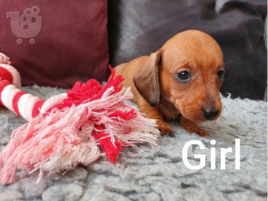 ΚΟΥΤΑΒΙΑ DACHSHUND