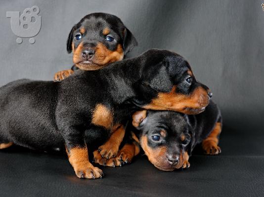 Mini Pinscher