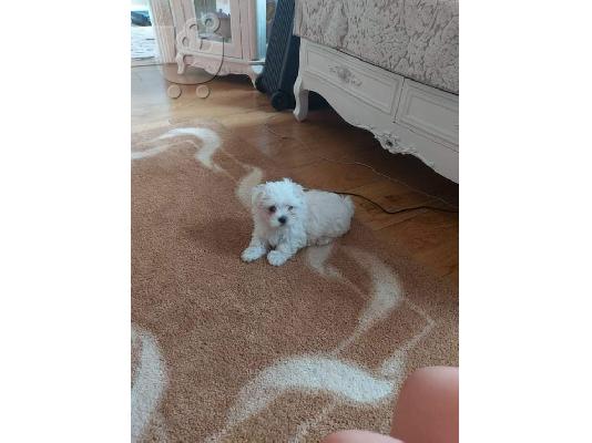 Bichon Μάλτα προς πώληση