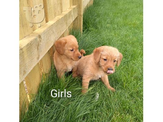 Το Labradoodles είναι έτοιμο να φύγει τώρα