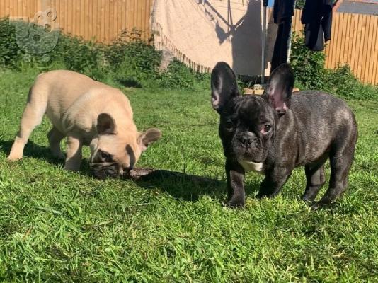 PoulaTo: γαλλικό μπουλντόγκ {260euros}