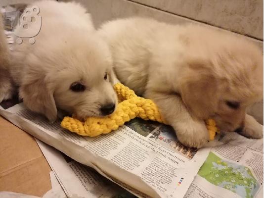 PoulaTo: Πώληση κουτάβια Golden Retriever! Έχουμε