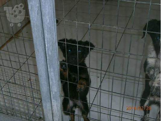 PoulaTo: Κουταβακια χαριζονται