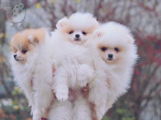 Πολυτελή Mini Pomeranian κουτάβια