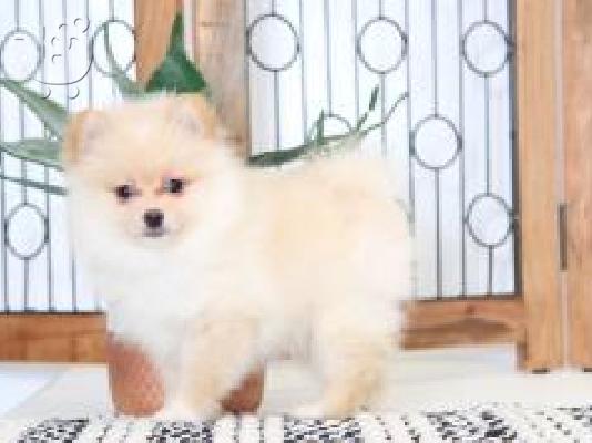 PoulaTo: Ρομαντικό Pomeranian Puppies