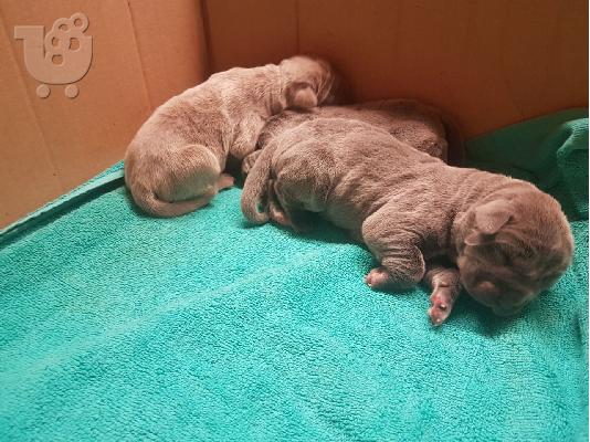 Kc Neapolitan Mastiff Τώρα έτοιμη