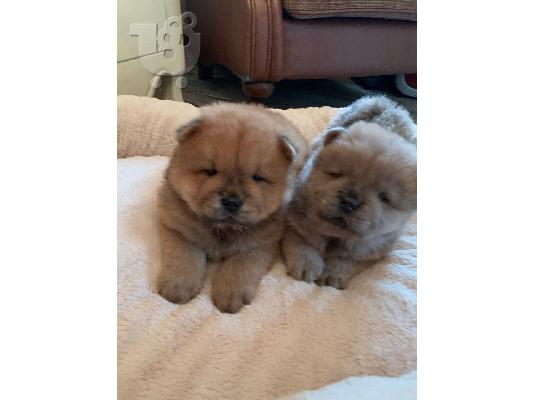 chow chow προς πώληση.