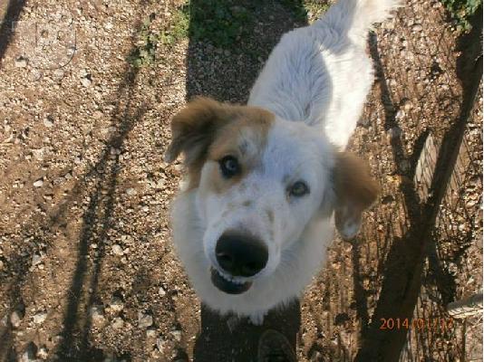 Κουταβοι ημιαιμοι τσοπανοι χαριζονται