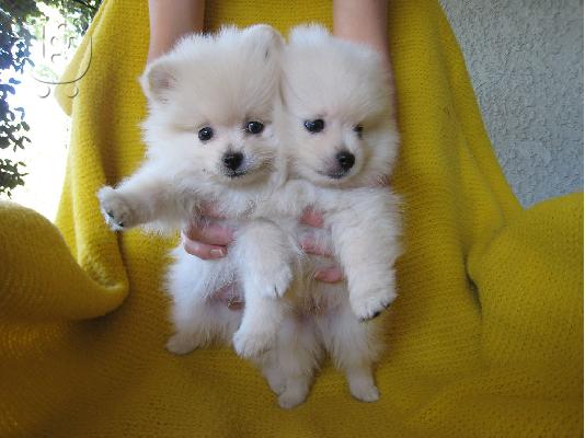 PoulaTo: Σπιτς μινι / pomeranian mini