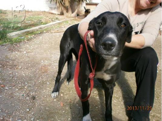 PoulaTo: Σκυλιτσα χαριζεται