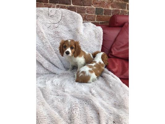 PoulaTo: Cavalier King Charles Spaniel,