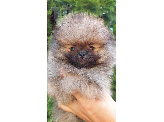 Pomeranian Spitz αρκουδάκια
