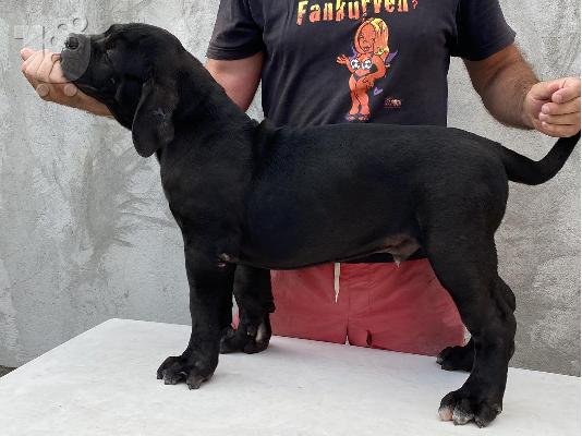 Νοτιοαφρικανικό Mastiff- Boerboel κουτάβια