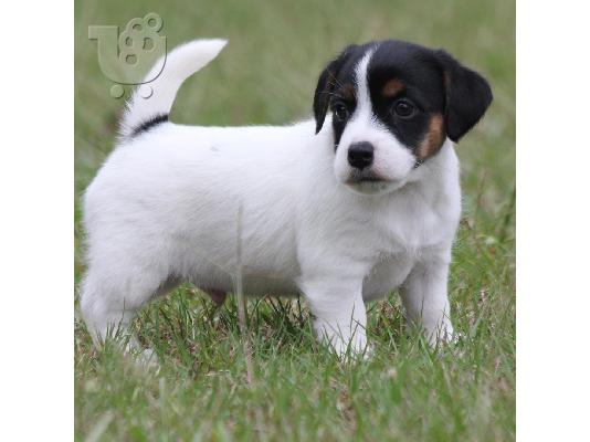 PoulaTo: Λατρευτά κουτάβια Jack Russell διαθέσιμα
