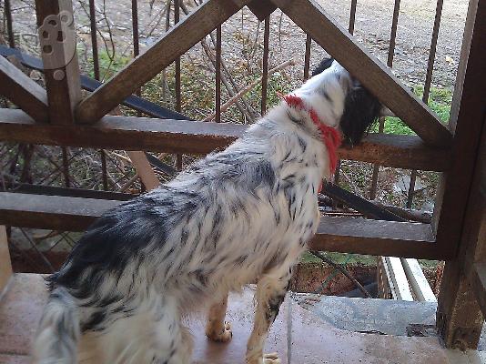 Κουκλα σκυλιτσα χαριζεται