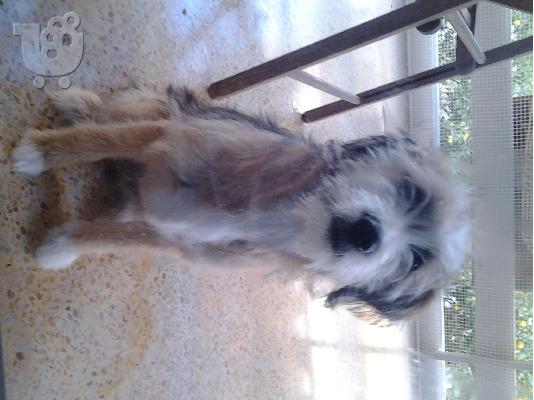 PoulaTo: griffon terrie thiliko xarizetai  5 minwn