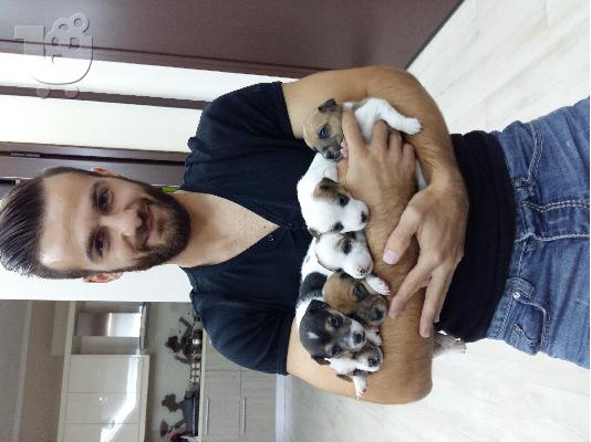 PoulaTo: Jack russell