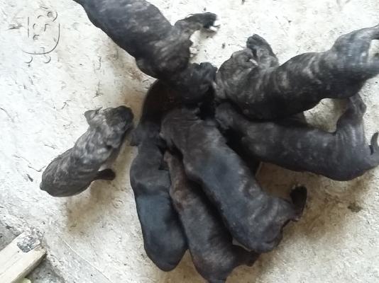 Πρεσα καναριο