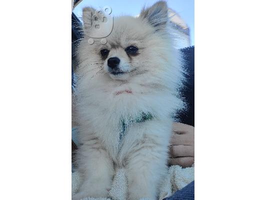 POMERANIAN Mini Θηλυκό