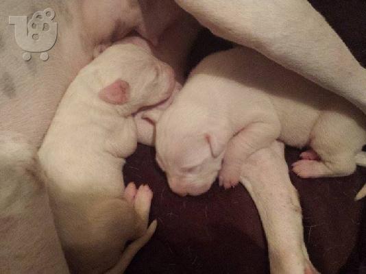 dogo argentino