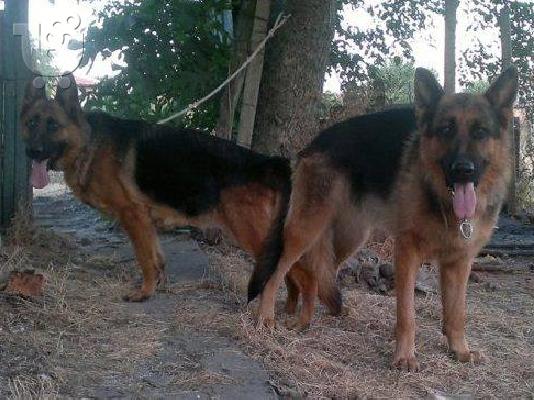 PoulaTo: German Shepherd καθαροαιμα κουταβια Αθηνα 6979314054