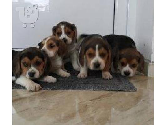 Beagle - Μπιγκλ καθαροαιμα και υιγιεστατα κουταβια στις καλυτερες τιμες 6979314054...