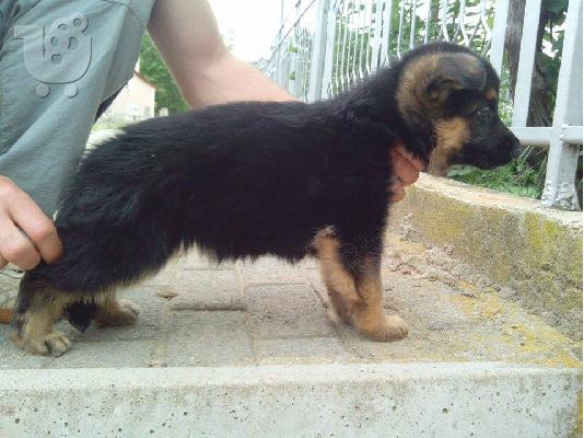 German Shepherd καθαροαιμα κουταβια ΘΕΣΣΑΛΟΝΙΚΗ 6979314054