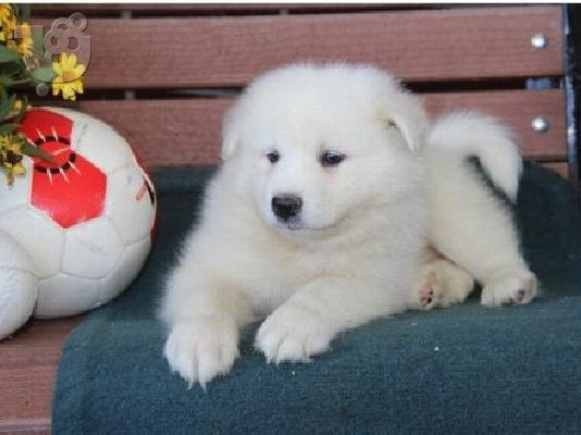 PoulaTo: Κουτάβια Samoyed για υιοθεσία
