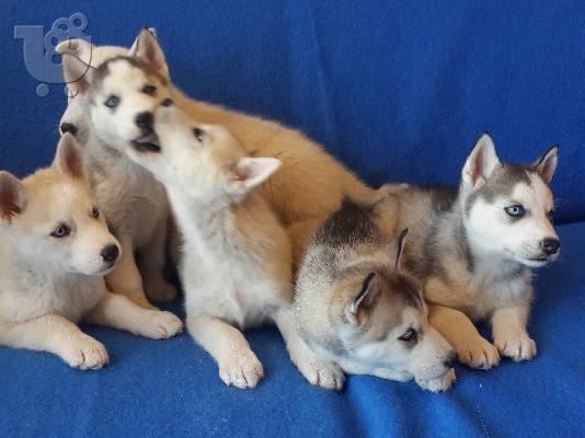Siberian Husky Original Colour for sale!