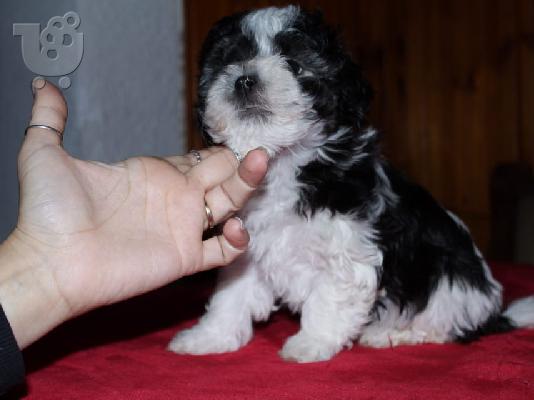 Bichon Havanese