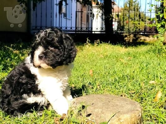 Τρίχρωμο κουτάβι CAVAPOO