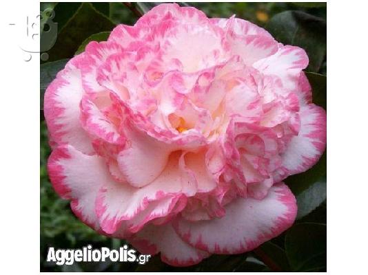 10 Σποροι Camellia Japonica Winter Rose