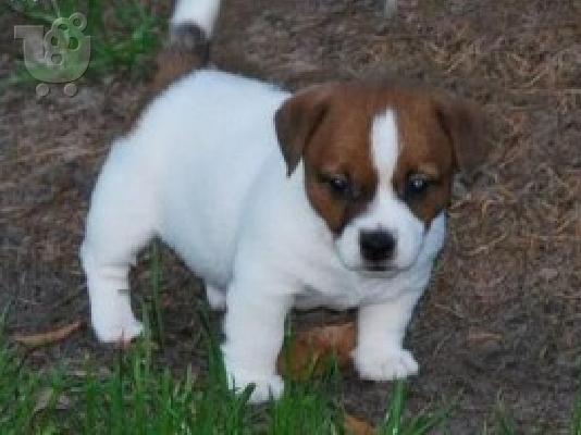 PoulaTo: Γλυκά γοητευτικά κουτάβια Jack Russell