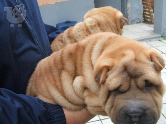 SHAR PEI