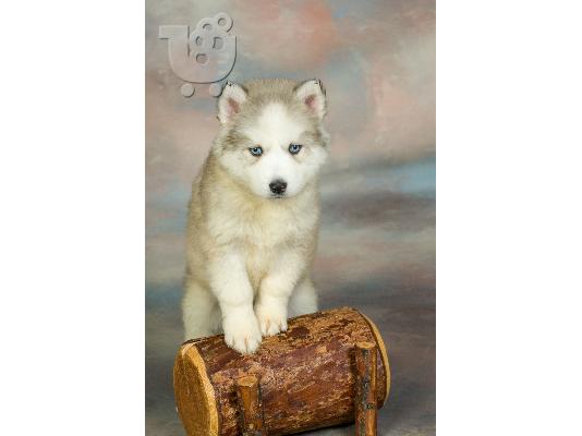 PoulaTo: Original Christmas Present- Siberian Hasky