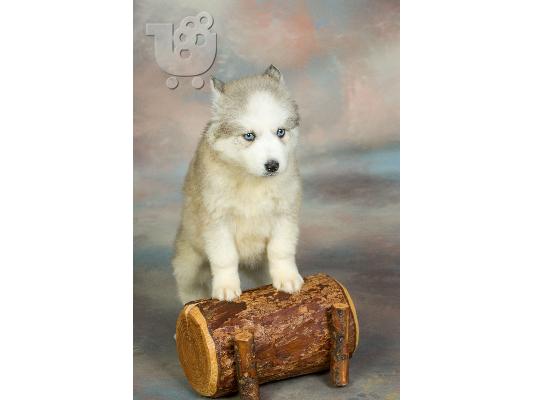 Siberian Husky blue eyes