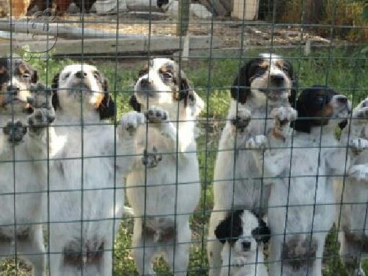 PoulaTo: English Setter