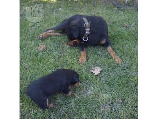 PoulaTo: rottweiler