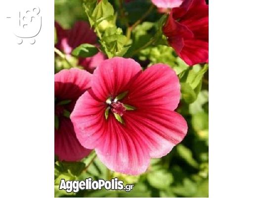 400 Σποροι - Malope Mallowwort Vulcan Mallow
