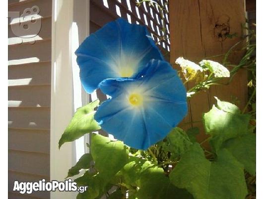 50 Σποροι - Ipmoea Morning Glory