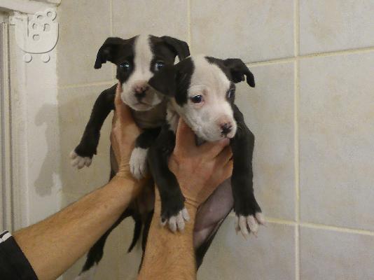 PoulaTo: STAFFORDSHIRE bull terrier