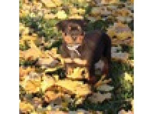 PoulaTo: Κουτάβια Rottweiler