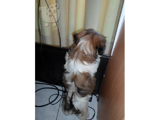 PoulaTo: Σιχ Τσου Shih Tzu