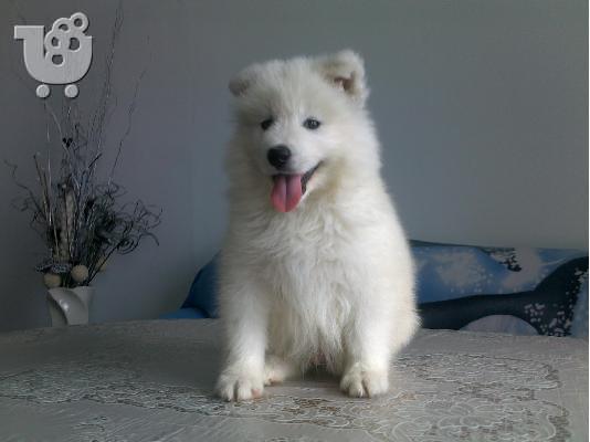 PoulaTo: Kαλή τιμή!!!Σαμόιτ - 350 euro