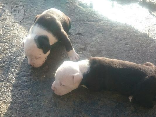 American pit bull terrier