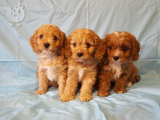 PoulaTo: Κουτάβια Beautifultoy Cavapoo