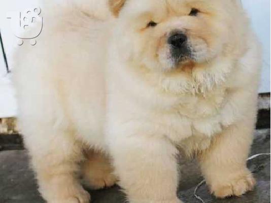 ΔΙΑΘΕΣΙΜΑ LOVELY CHOW CHOW PUPPY