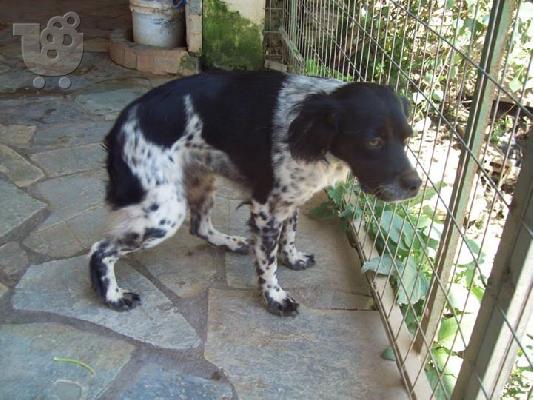 Μικροσωμη σκυλιτσα χαριζεται