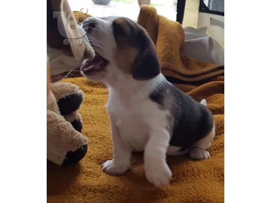 PoulaTo: Γενεαλογικά κουτάβια Beagle.