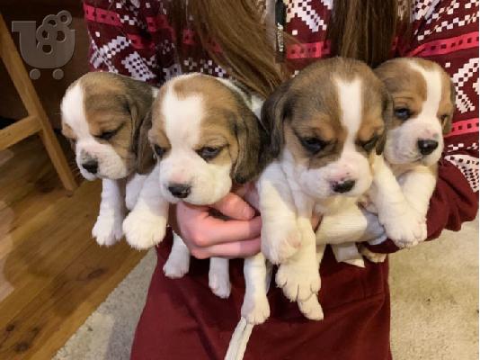 PoulaTo: beagle κουτάβια Καθαρόαιμο